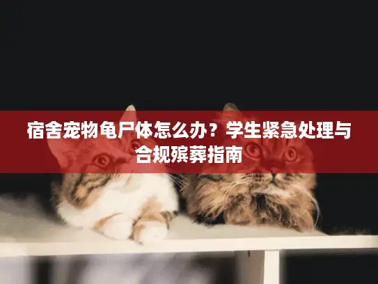 宿舍宠物龟尸体怎么办？学生紧急处理与合规殡葬指南