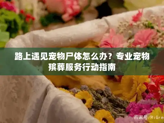 路上遇见宠物尸体怎么办?专业宠物殡葬服务行动指南 路上遇见宠物尸体怎么办?专业宠物殡葬服务行动指南