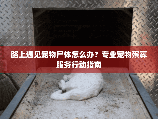 路上遇见宠物尸体怎么办?专业宠物殡葬服务行动指南 路上遇见宠物尸体怎么办?专业宠物殡葬服务行动指南