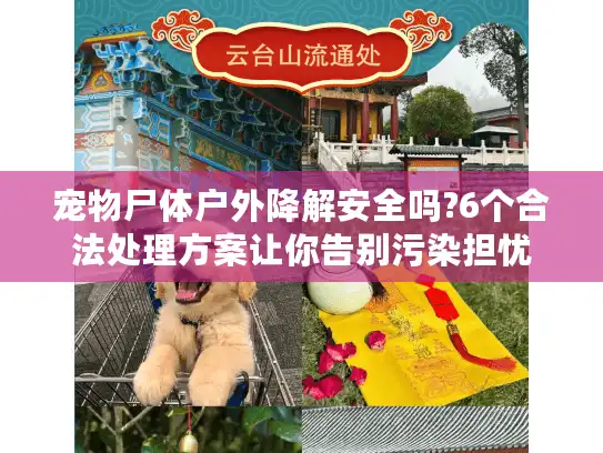 宠物尸体户外降解安全吗?6个合法处理方案让你告别污染担忧