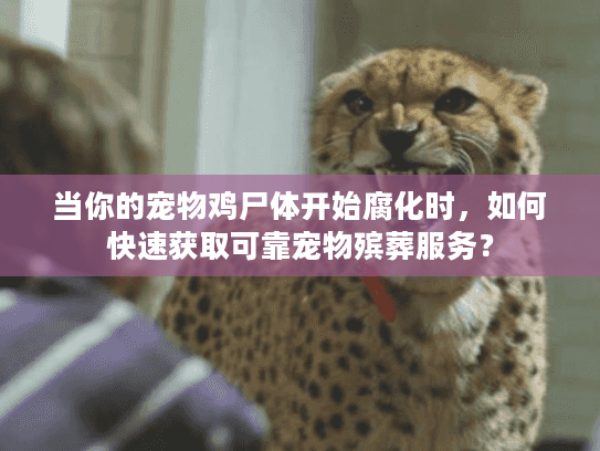 当你的宠物鸡尸体开始腐化时,如何快速获取可靠宠物殡葬服务? 当你的宠物鸡尸体开始腐化时,如何快速获取可靠宠物殡葬服务?