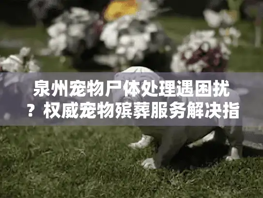 泉州宠物尸体处理遇困扰？权威宠物殡葬服务解决指南