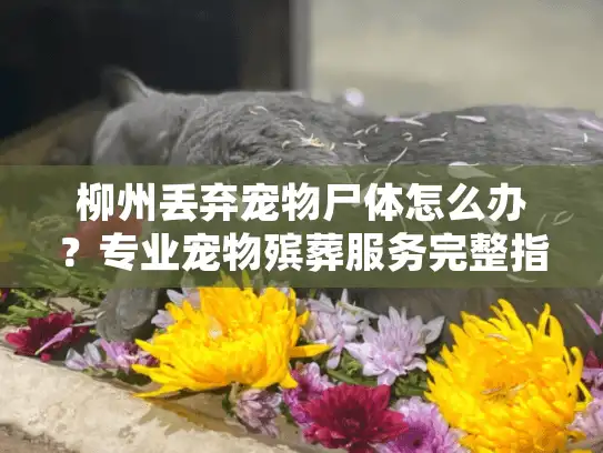 柳州丢弃宠物尸体怎么办？专业宠物殡葬服务完整指南