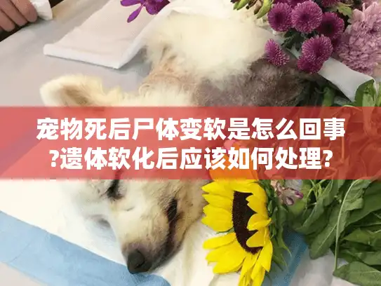 宠物死后尸体变软是怎么回事?遗体软化后应该如何处理?