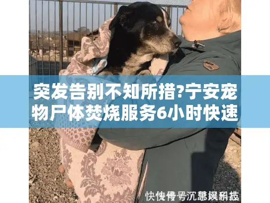 突发告别不知所措?宁安宠物尸体焚烧服务6小时快速响应解困局