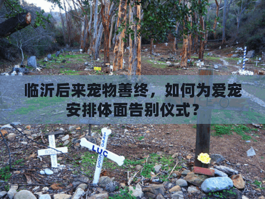 临沂后来宠物善终,如何为爱宠安排体面告别仪式? 临沂后来宠物善终,如何为爱宠安排体面告别仪式?
