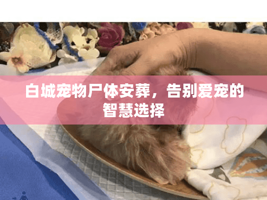 白城宠物尸体安葬，告别爱宠的智慧选择