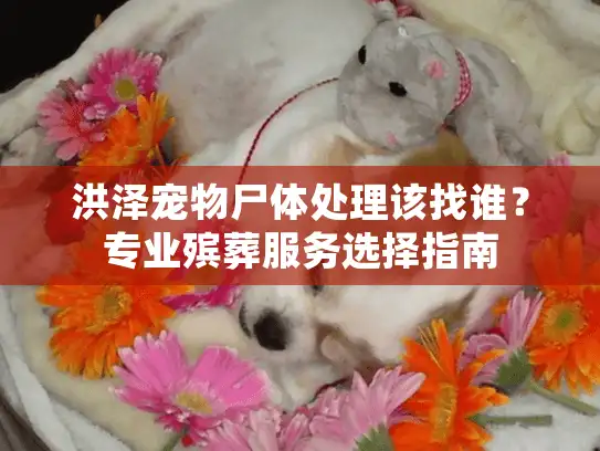 洪泽宠物尸体处理该找谁?专业殡葬服务选择指南 洪泽宠物尸体处理该找谁?专业殡葬服务选择指南