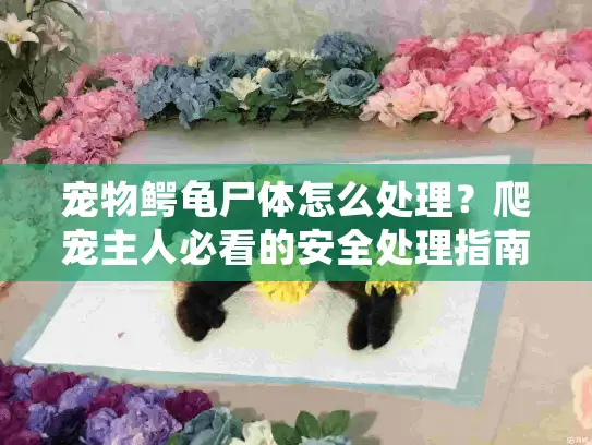 宠物鳄龟尸体怎么处理?爬宠主人必看的安全处理指南 宠物鳄龟尸体怎么处理?爬宠主人必看的安全处理指南