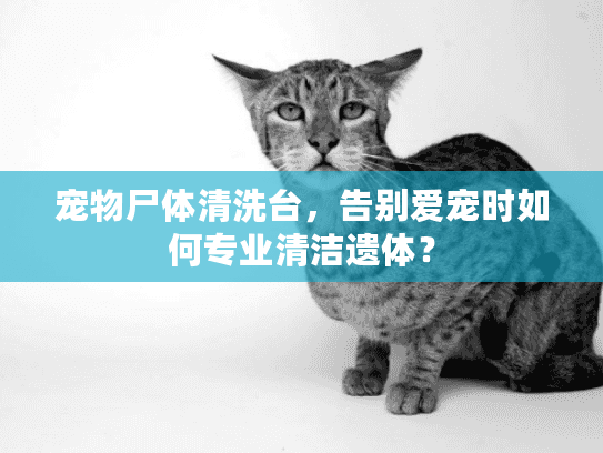 宠物尸体清洗台，告别爱宠时如何专业清洁遗体？