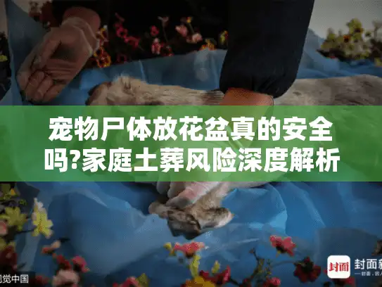 宠物尸体放花盆真的安全吗?家庭土葬风险深度解析