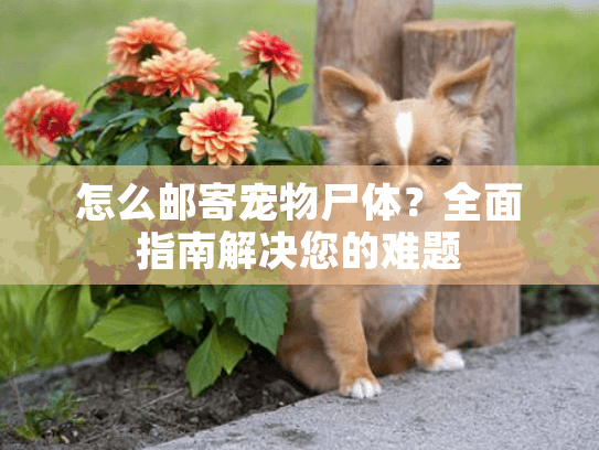 怎么邮寄宠物尸体？全面指南解决您的难题