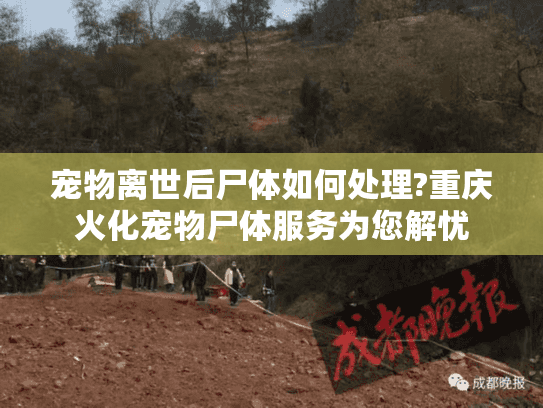 宠物离世后尸体如何处理?重庆火化宠物尸体服务为您解忧