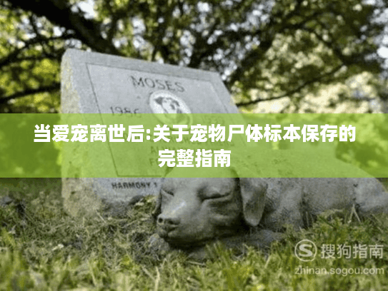 当爱宠离世后:关于宠物尸体标本保存的完整指南
