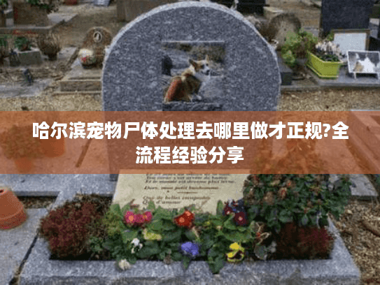 哈尔滨宠物尸体处理去哪里做才正规?全流程经验分享