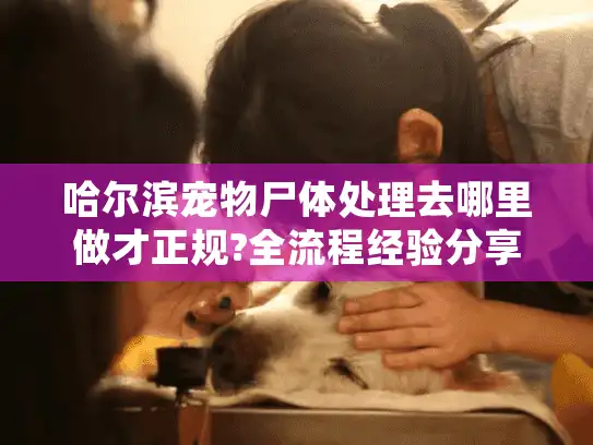 哈尔滨宠物尸体处理去哪里做才正规?全流程经验分享
