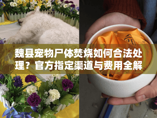 魏县宠物尸体焚烧如何合法处理？官方指定渠道与费用全解析