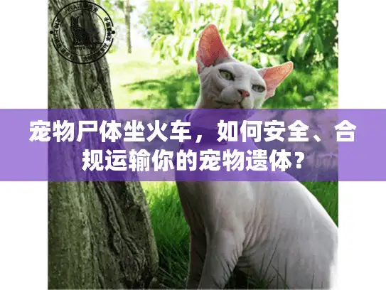 宠物尸体坐火车，如何安全、合规运输你的宠物遗体？