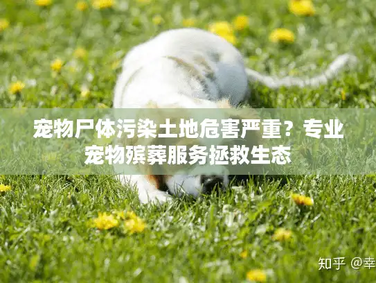 宠物尸体污染土地危害严重？专业宠物殡葬服务拯救生态