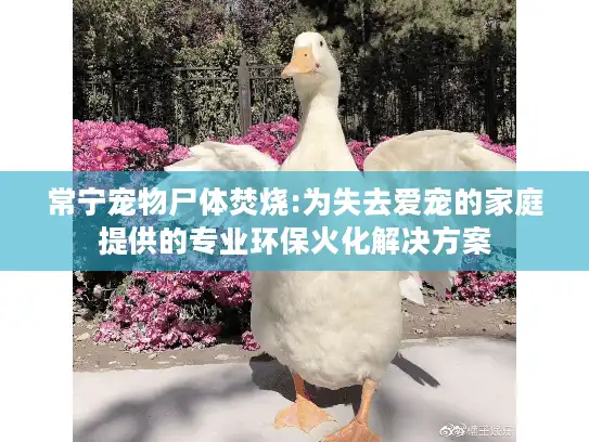 常宁宠物尸体焚烧:为失去爱宠的家庭提供的专业环保火化解决方案