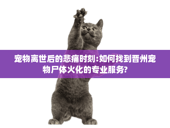 宠物离世后的悲痛时刻:如何找到晋州宠物尸体火化的专业服务?