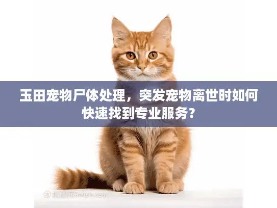 玉田宠物尸体处理，突发宠物离世时如何快速找到专业服务？