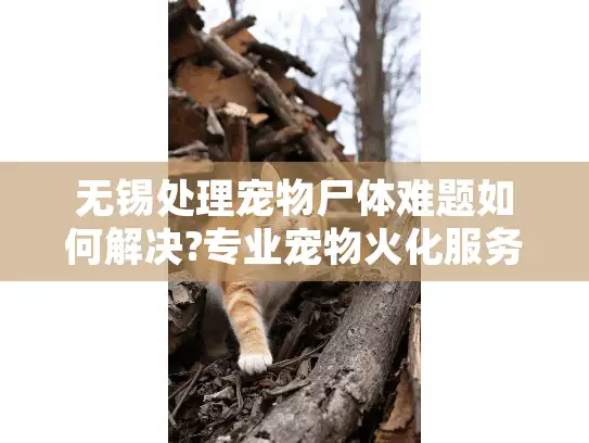 无锡处理宠物尸体难题如何解决?专业宠物火化服务完整指南 无锡处理宠物尸体难题如何解决?专业宠物火化服务完整指南