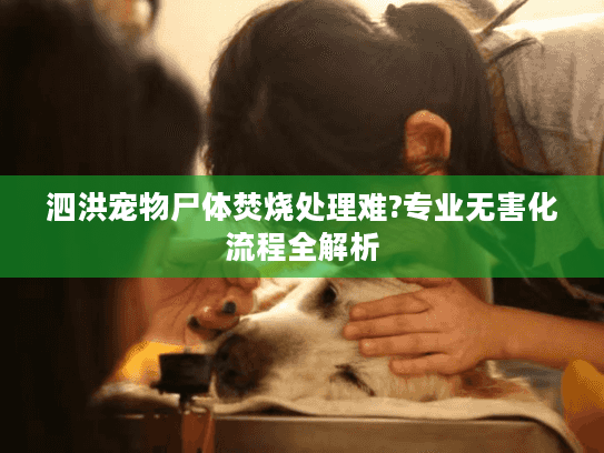 泗洪宠物尸体焚烧处理难?专业无害化流程全解析