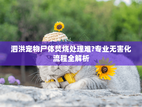 泗洪宠物尸体焚烧处理难?专业无害化流程全解析