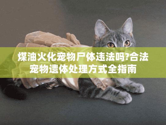 煤油火化宠物尸体违法吗?合法宠物遗体处理方式全指南