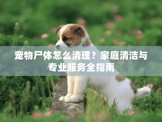宠物尸体怎么清理？家庭清洁与专业服务全指南