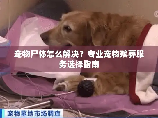 宠物尸体怎么解决？专业宠物殡葬服务选择指南