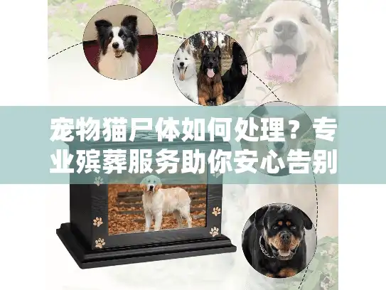 宠物猫尸体如何处理？专业殡葬服务助你安心告别