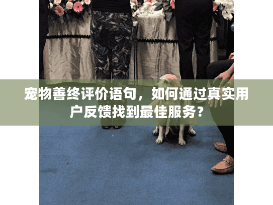宠物善终评价语句，如何通过真实用户反馈找到最佳服务？