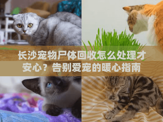 长沙宠物尸体回收怎么处理才安心？告别爱宠的暖心指南
