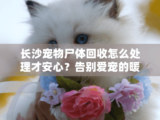 长沙宠物尸体回收怎么处理才安心？告别爱宠的暖心指南