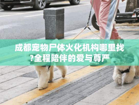 成都宠物尸体火化机构哪里找?全程陪伴的爱与尊严