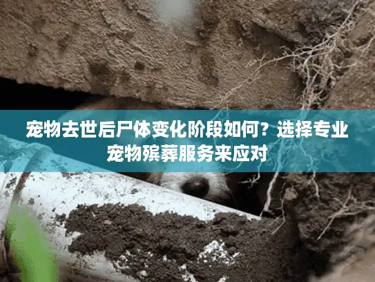宠物去世后尸体变化阶段如何？选择专业宠物殡葬服务来应对