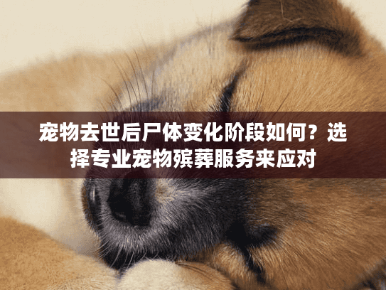 宠物去世后尸体变化阶段如何？选择专业宠物殡葬服务来应对