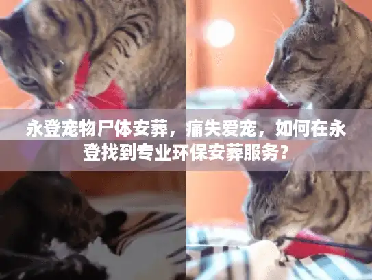 永登宠物尸体安葬,痛失爱宠,如何在永登找到专业环保安葬服务? 永登宠物尸体安葬,痛失爱宠,如何在永登找到专业环保安葬服务?