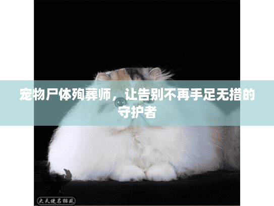 宠物尸体殉葬师，让告别不再手足无措的守护者