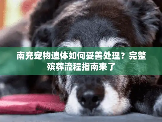 南充宠物遗体如何妥善处理？完整殡葬流程指南来了