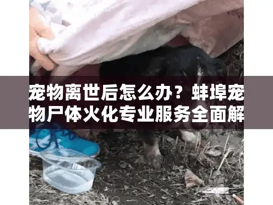 宠物离世后怎么办？蚌埠宠物尸体火化专业服务全面解析