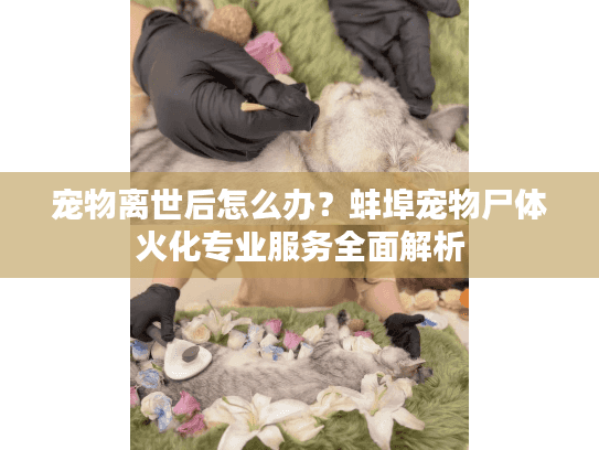 宠物离世后怎么办？蚌埠宠物尸体火化专业服务全面解析