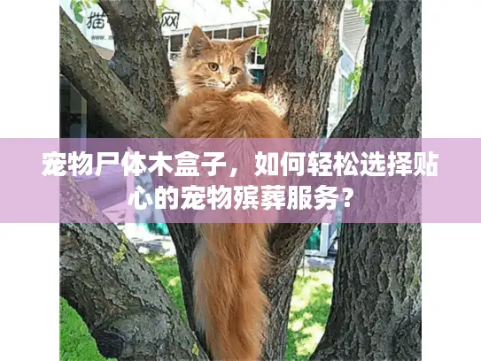 宠物尸体木盒子,如何轻松选择贴心的宠物殡葬服务? 宠物尸体木盒子,如何轻松选择贴心的宠物殡葬服务?