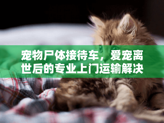 宠物尸体接待车，爱宠离世后的专业上门运输解决方案