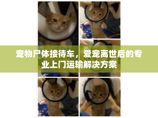宠物尸体接待车，爱宠离世后的专业上门运输解决方案
