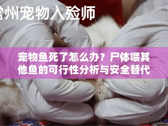 宠物鱼死了怎么办?尸体喂其他鱼的可行性分析与安全替代方案 宠物鱼死了怎么办?尸体喂其他鱼的可行性分析与安全替代方案