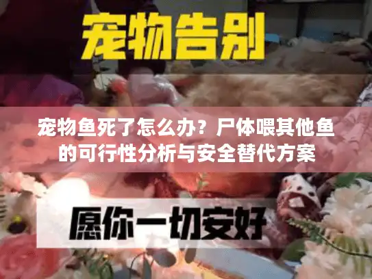 宠物鱼死了怎么办?尸体喂其他鱼的可行性分析与安全替代方案 宠物鱼死了怎么办?尸体喂其他鱼的可行性分析与安全替代方案