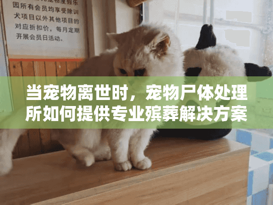 当宠物离世时，宠物尸体处理所如何提供专业殡葬解决方案